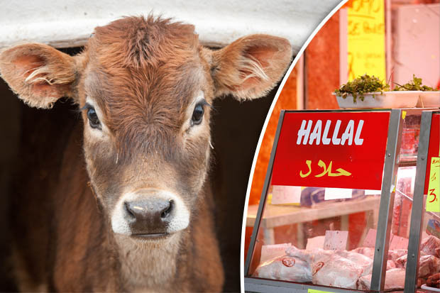 Tidak Semua Bangkai Haram. Kenali Jenis-jenisnya